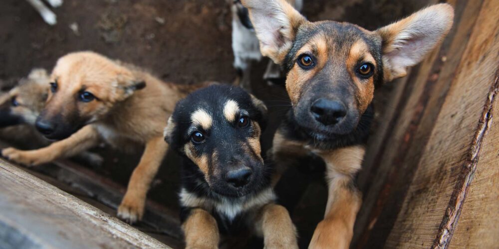 Bitcoinowa Zbiórka dla Schroniska dla Bezdomnych Zwierząt w Chorzowie